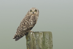 Short-eared Owl - Velduil