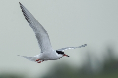 Common  Tern - Visdief