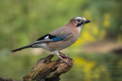 Eurasian Jay - Gaai