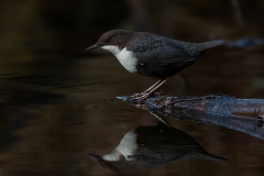 White-throated Dipper - Waterspreeuw