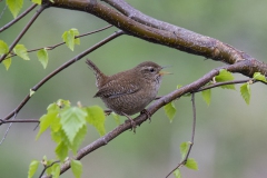 Wren - Winterkoning