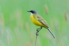 Western Yellow Wagtail - Witkeelkwikstaart