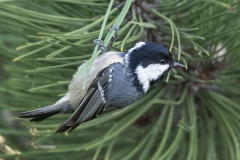 Coal Tit - Zwarte Mees