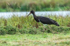 Black Stork - Zwarte Ooievaar