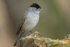 Blackcap -  Zwartkop