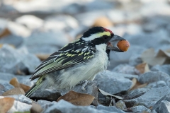 Acacia-Pied Barbet
