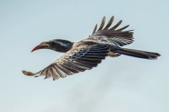African-Grey Hornbill