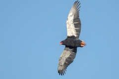 Bateleur
