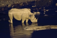 Black Rhinoceros - Zwarte Neushoorn