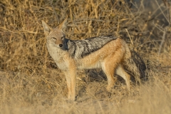 Black-backed Jackal