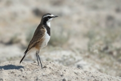 Capped Wheatear