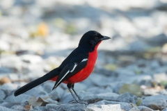 Crimson-breasted Shrike