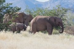 Desert-dwelling Elephants