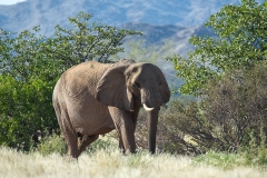 Desert-dwelling Elephant