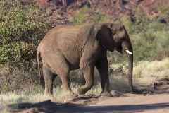 Desert-dwelling Elephant