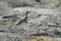 Double-banded Courser