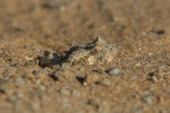 Horned Adder
