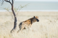Spotted Hyena