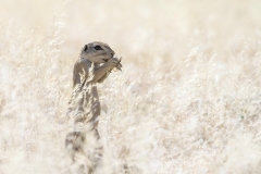 Cape Groundsquirrel - Kaapse Grondeekhoorn
