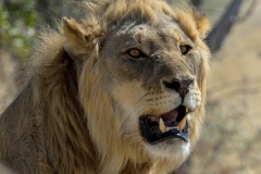 Lion - Leeuw