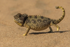 Namaqua Chameleon