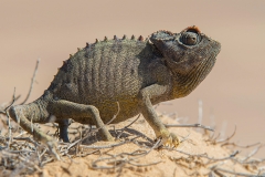 Namaqua Chameleon