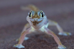 Namaque Sand Gecko