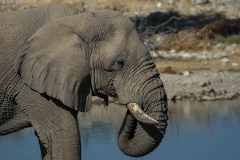 African Bush Elephant