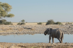 African Bush Elephant