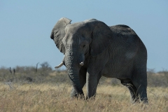 African Bush Elephant