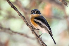 Pirit Batis