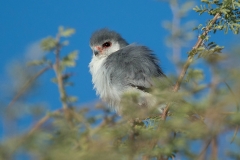 Pygmy Falcon