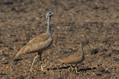 Rüppels Korhaan