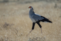 Secretary Bird