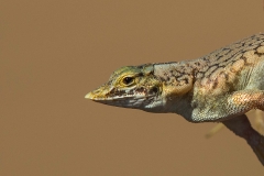 Shovel Snouted Lizard