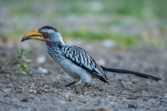 Southern Yellow-billed Hornbill