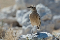 Spike-heeled Lark
