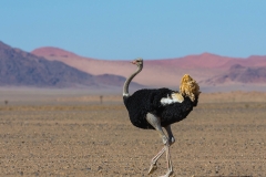 Ostrich - Struisvogel