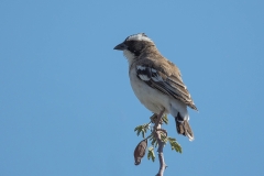 White-browed Sparrow-Weaver