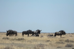 Blue Wildebeest