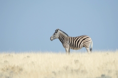 Burchell's Zebra