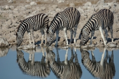 Burchell's Zebra