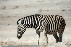 Burchell's Zebra