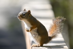 Am-Red-Squirrel_8950
