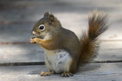Am-Red-Squirrel_9454