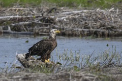 Am-Sea-eagle_8486
