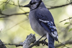 Blue-Jay_9596