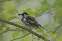 Chestnut-sided-Warbler_6071