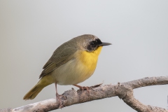 Common-Yellowthroat