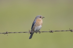 Eastern-Bluebird_0239